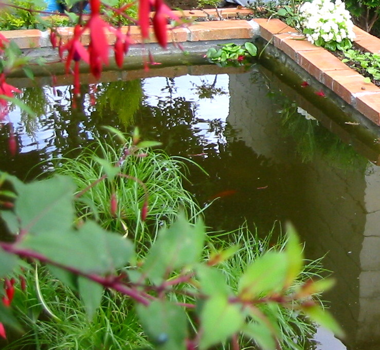 [Foto de planta, jardin, jardineria]