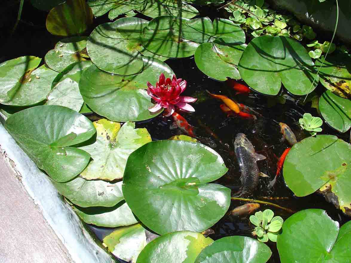 [Foto de planta, jardin, jardineria]