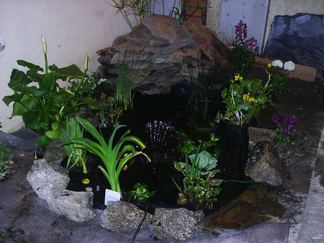 [Foto de planta, jardin, jardineria]