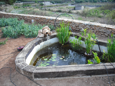 [Foto de planta, jardin, jardineria]