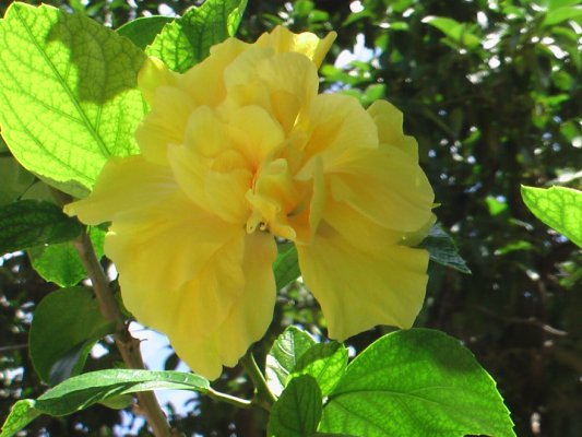 [Foto de planta, jardin, jardineria]