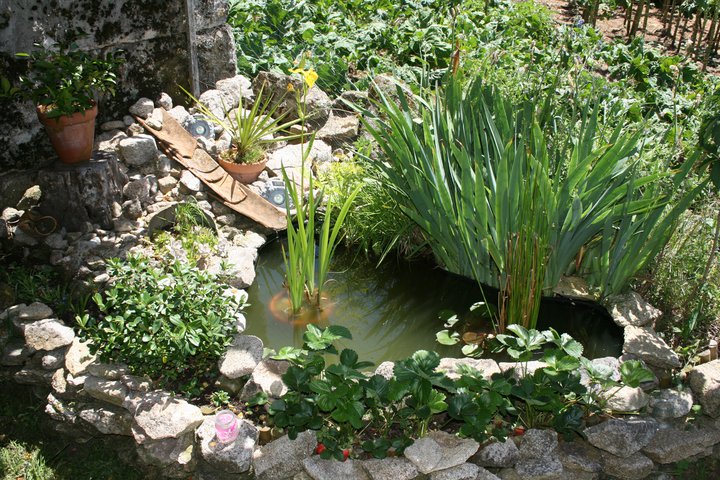 [Foto de planta, jardin, jardineria]