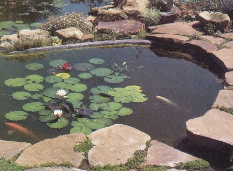 [Foto de planta, jardin, jardineria]