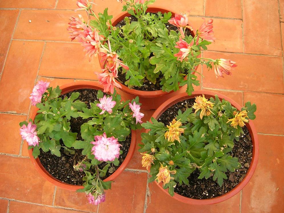 [Foto de planta, jardin, jardineria]