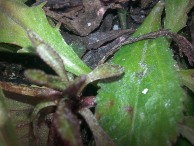 [Foto de planta, jardin, jardineria]