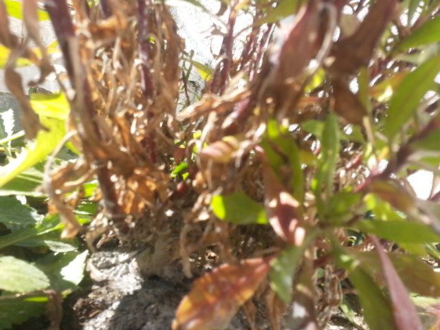 [Foto de planta, jardin, jardineria]