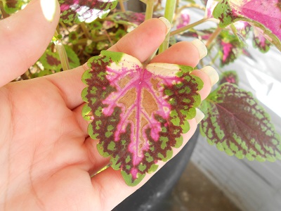 [Foto de planta, jardin, jardineria]