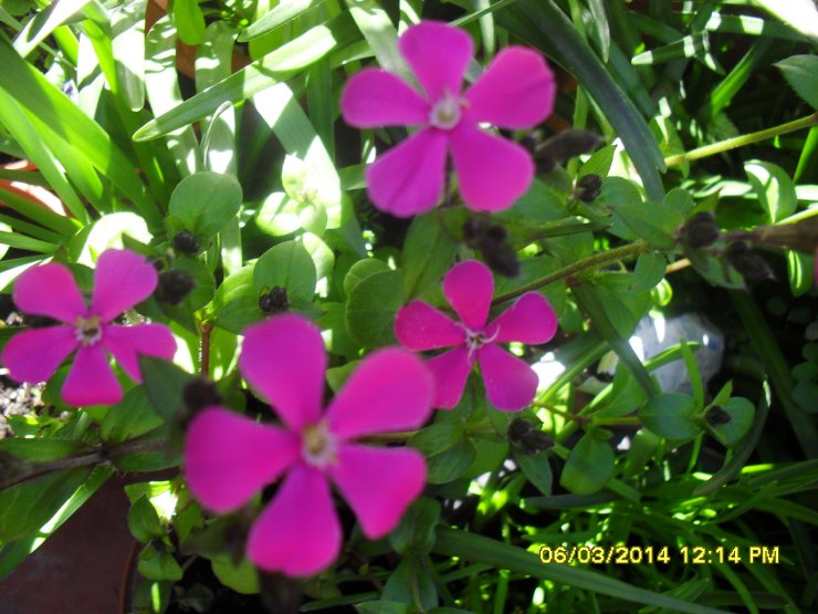 [Foto de planta, jardin, jardineria]