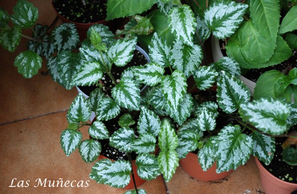 [Foto de planta, jardin, jardineria]