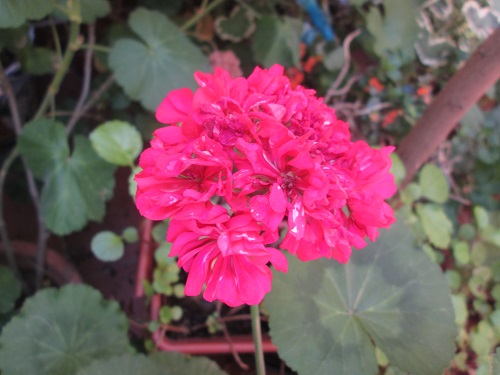 [Foto de planta, jardin, jardineria]