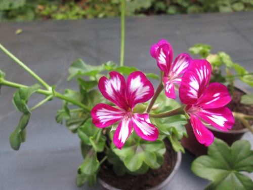 [Foto de planta, jardin, jardineria]