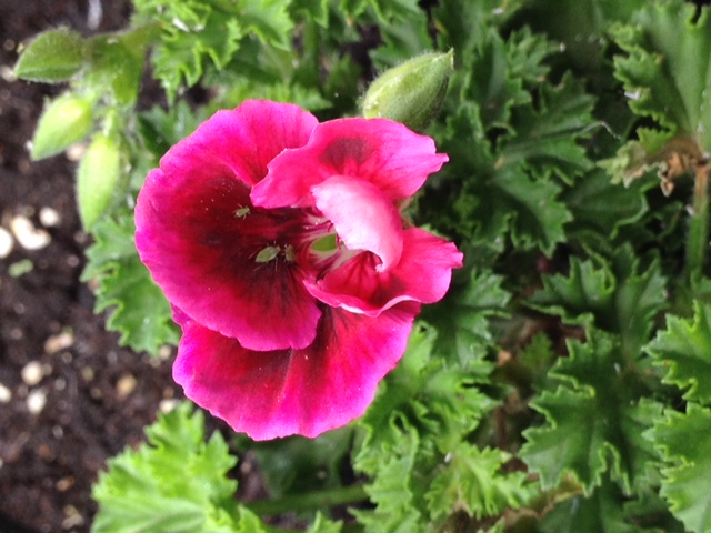 [Foto de planta, jardin, jardineria]