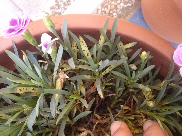 [Foto de planta, jardin, jardineria]