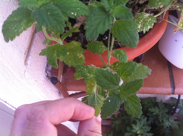 [Foto de planta, jardin, jardineria]