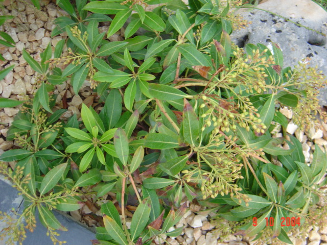 [Foto de planta, jardin, jardineria]