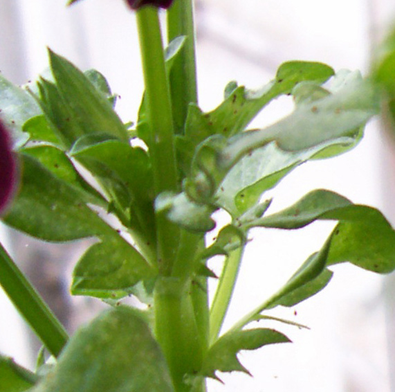 [Foto de planta, jardin, jardineria]