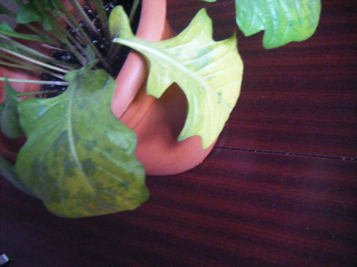 [Foto de planta, jardin, jardineria]