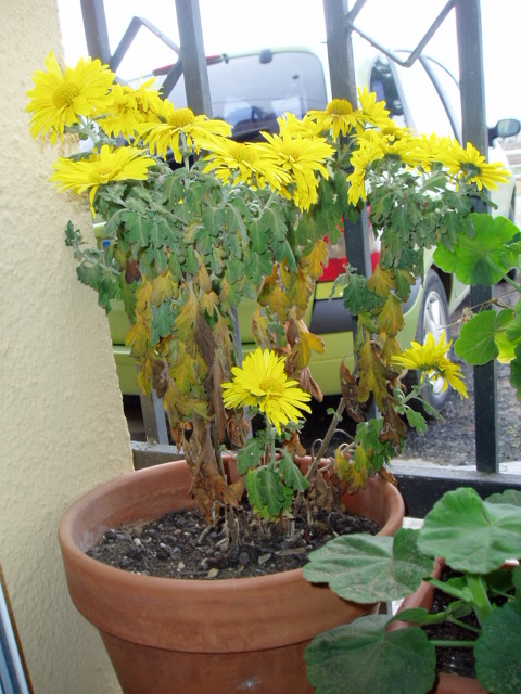 [Foto de planta, jardin, jardineria]