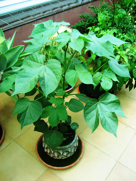 [Foto de planta, jardin, jardineria]