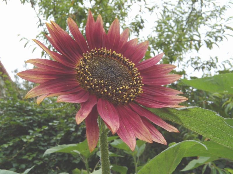 [Foto de planta, jardin, jardineria]