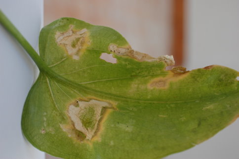 [Foto de planta, jardin, jardineria]