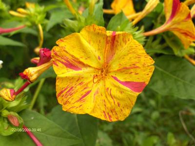 [Foto de planta, jardin, jardineria]