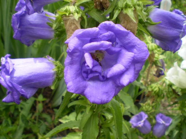 [Foto de planta, jardin, jardineria]