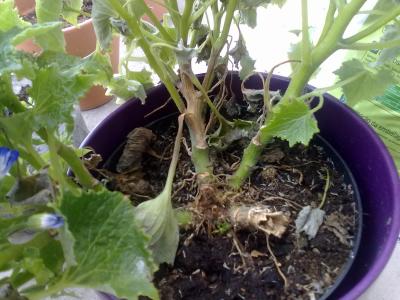 [Foto de planta, jardin, jardineria]
