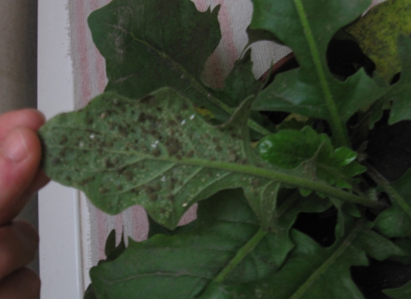 [Foto de planta, jardin, jardineria]