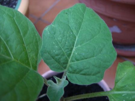 [Foto de planta, jardin, jardineria]