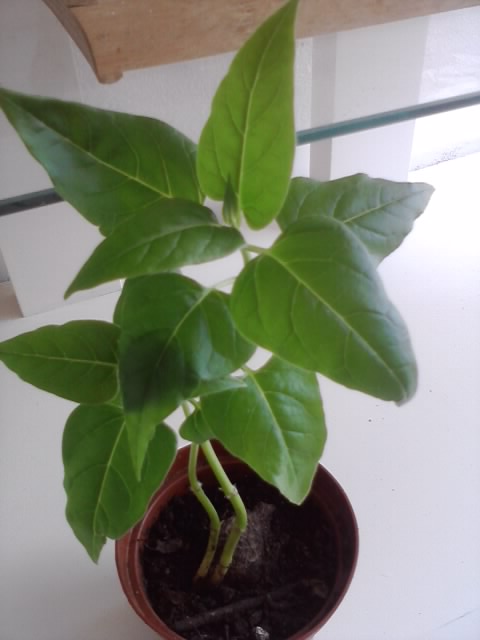 [Foto de planta, jardin, jardineria]