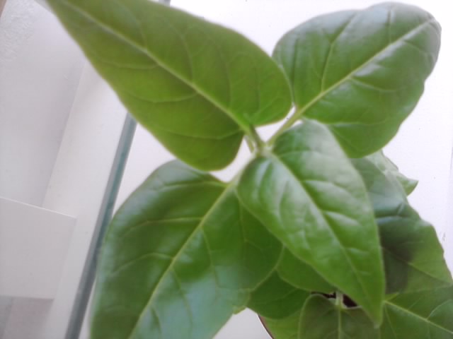[Foto de planta, jardin, jardineria]
