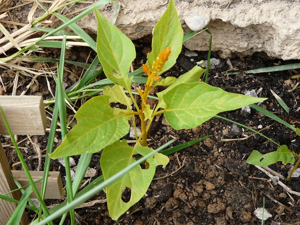 [Foto de planta, jardin, jardineria]