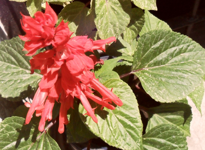 [Foto de planta, jardin, jardineria]