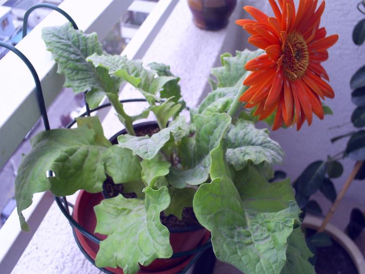 [Foto de planta, jardin, jardineria]