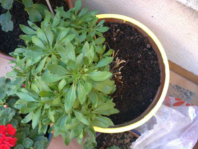 [Foto de planta, jardin, jardineria]
