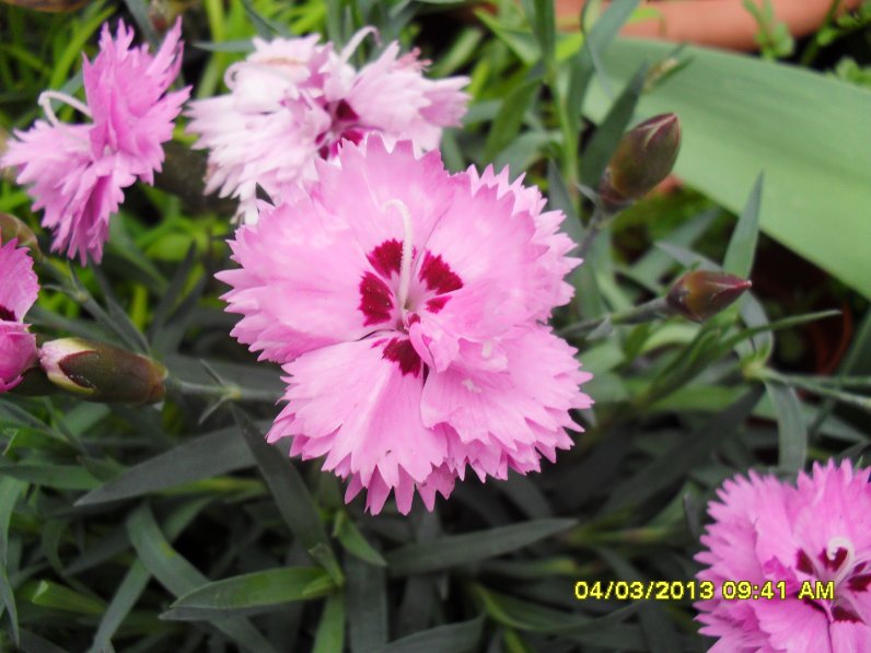 [Foto de planta, jardin, jardineria]