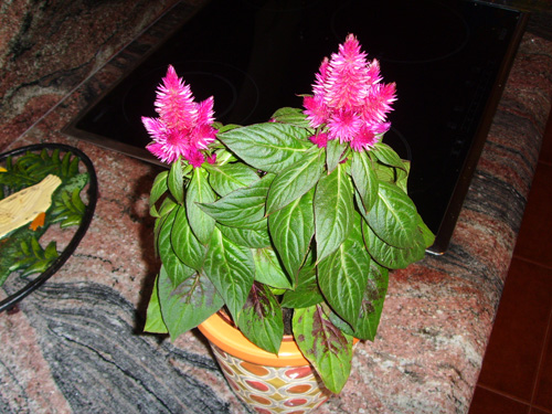 [Foto de planta, jardin, jardineria]
