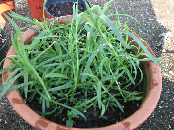 [Foto de planta, jardin, jardineria]