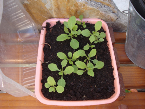 [Foto de planta, jardin, jardineria]
