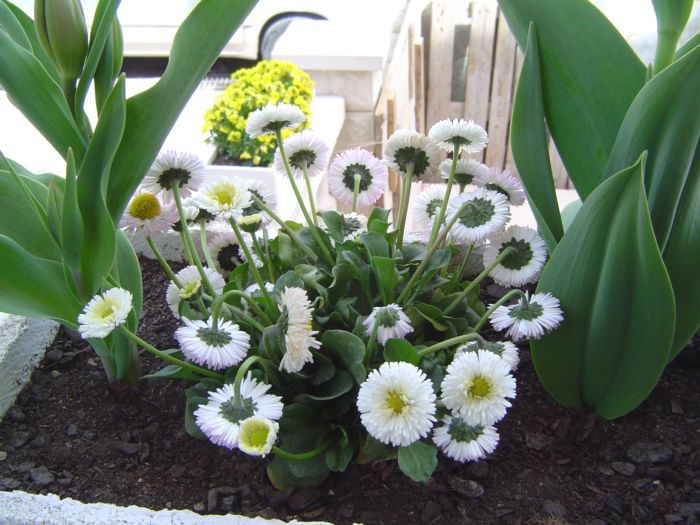 [Foto de planta, jardin, jardineria]