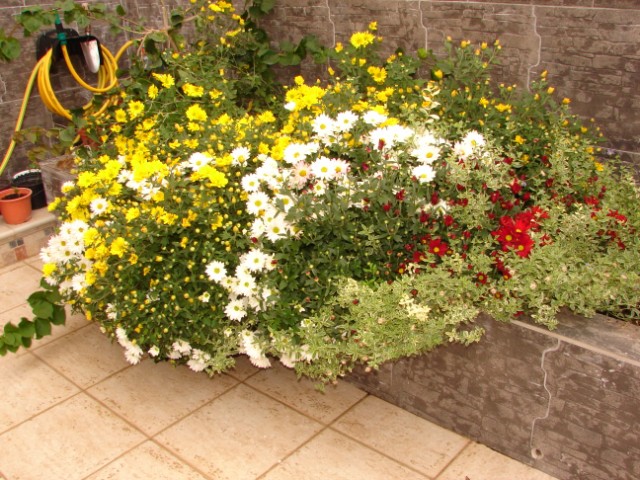 [Foto de planta, jardin, jardineria]
