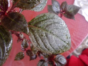 [Foto de planta, jardin, jardineria]