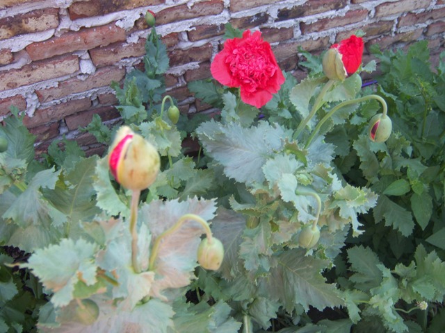 [Foto de planta, jardin, jardineria]