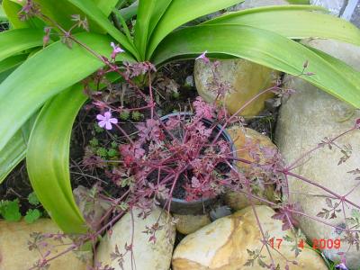 [Foto de planta, jardin, jardineria]