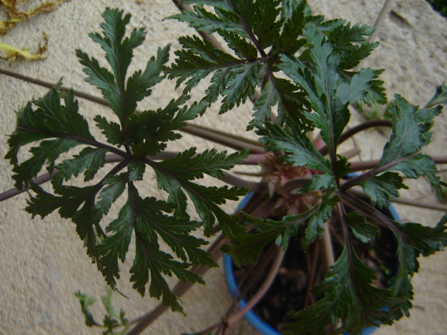 [Foto de planta, jardin, jardineria]