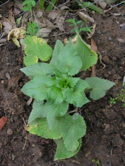 [Foto de planta, jardin, jardineria]