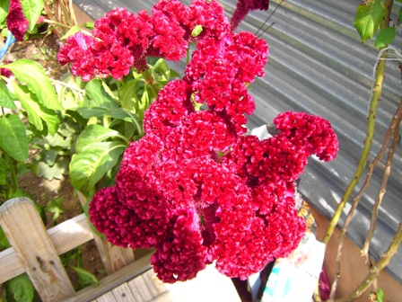 [Foto de planta, jardin, jardineria]