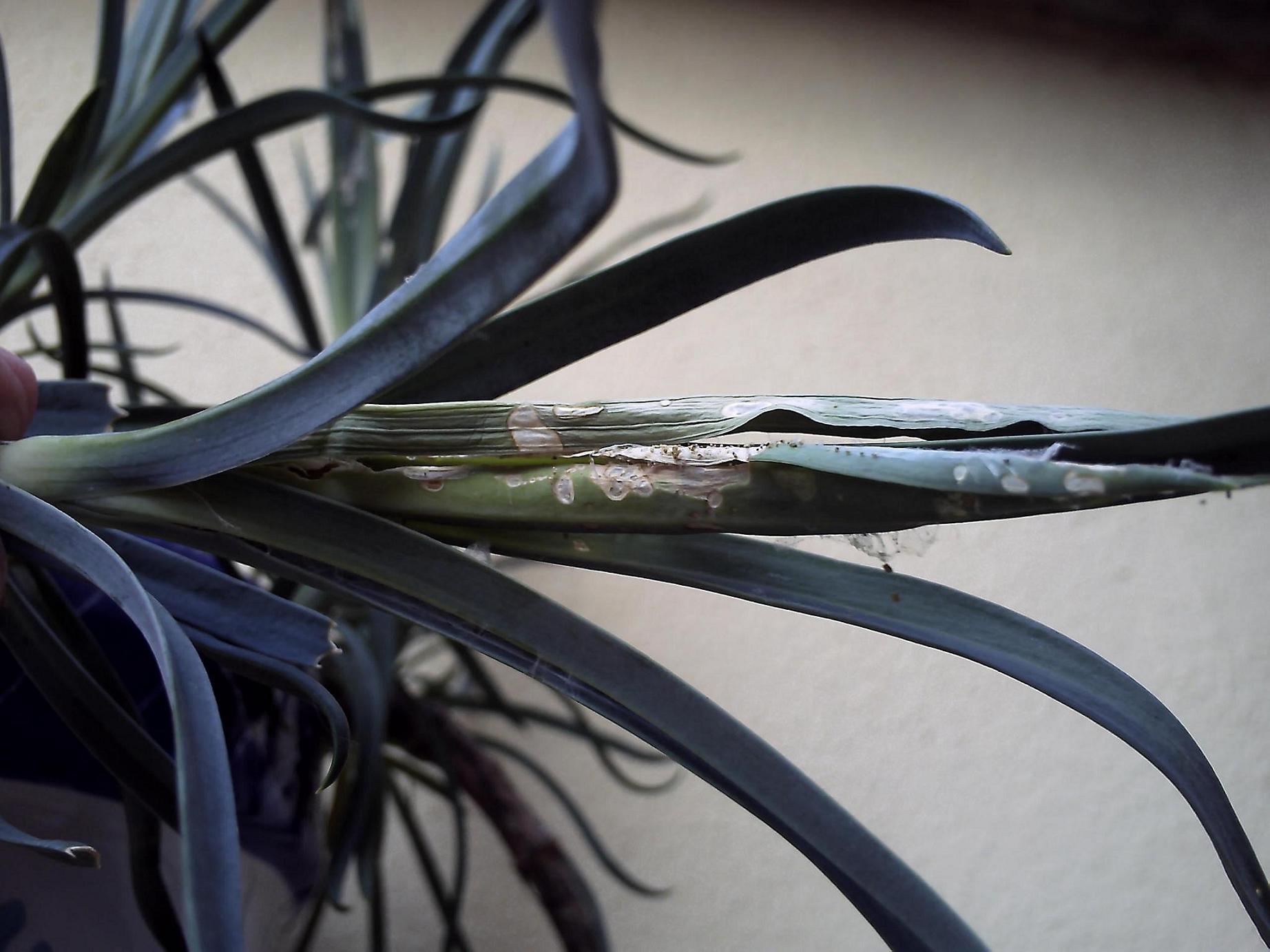 [Foto de planta, jardin, jardineria]