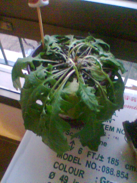 [Foto de planta, jardin, jardineria]
